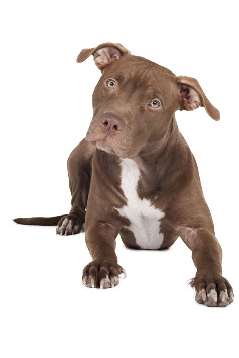 What You Must Know Before Getting A Pit Bull Terrier Mix As A Pet
