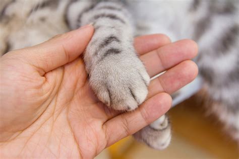 Its 2017 Why Wont Us States Ban The Brutal Practice Of Declawing