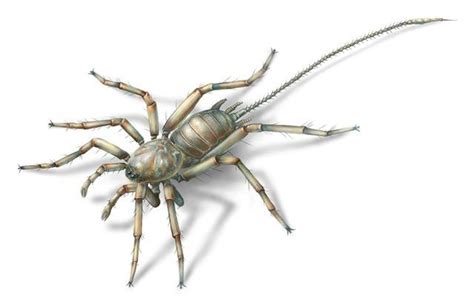 Scientists Discover Ancient Spider With Super Freaky Tail