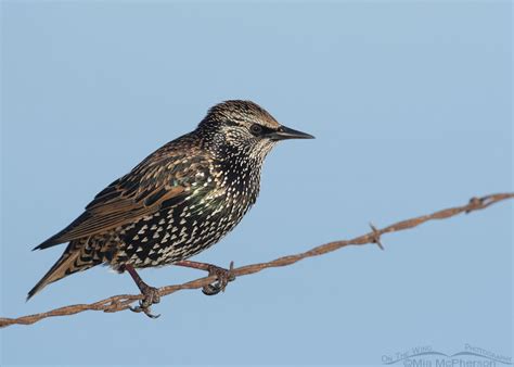 European Starling Facts And Information Mia Mcphersons On The Wing