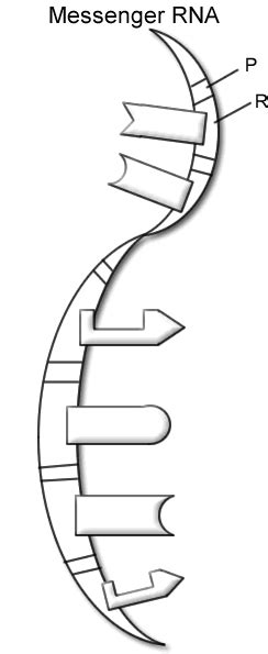 If you had a big one when the structure of the double helix was revealed, most biologists instantly recognize the. DNA - The Double Helix, Coloring Worksheet