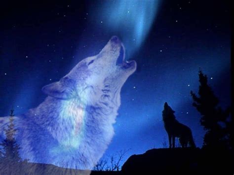 10 Latest Images Of Wolves Howling At The Moon Full Hd 1080p For Pc