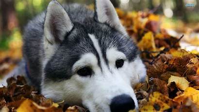 Husky Background Wallpapers Dog Animal Desktop Backgrounds