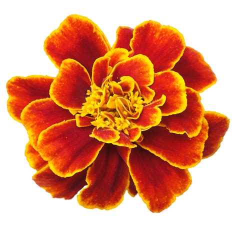 San Francisco Marigolds Flor Cempasuchil Flores Para Dibujar