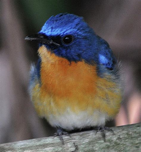 Indian Blue Robin Photograph By John Hughes Pixels