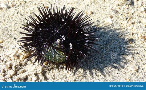 Sea Urchin Close Up Stock Photo Image Of Wild Animal 85472640