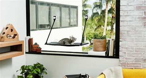 Cat Friendly Apartments How To Make The Most Of A Small Space