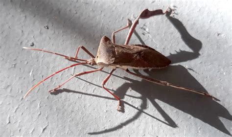 Some Kind Of Giant Assassin Bug Florida Insects