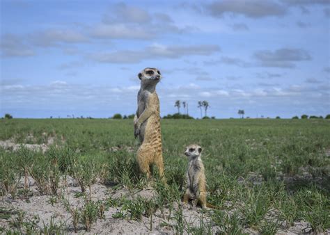 The Kingdom Of Meerkats Wild Encounter Safaris