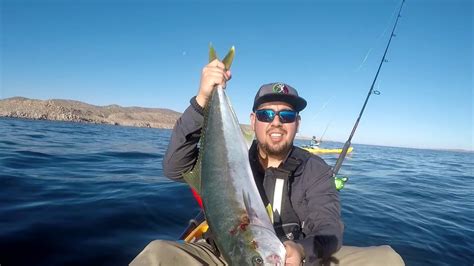 Pesca En Kayak Hobie Outback Yellowtail Fish La Paz Baja Califas Sur