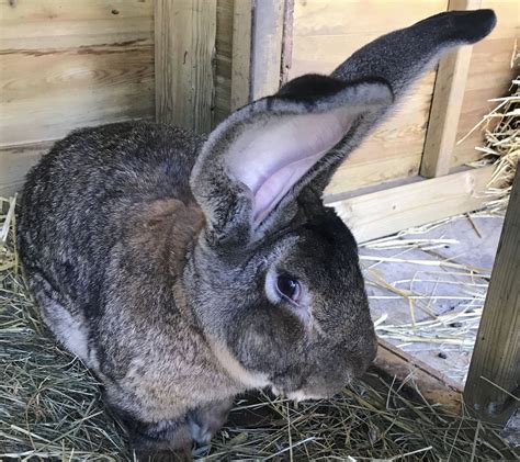 Bunny snatched: Record-holding giant rabbit stolen in UK | AP News