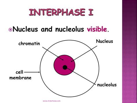 At interphase consult, we specialise in successfully delivering medical and commercial strategy consulting services for pharma, biotech and medical devices clients. Reduction-Division - Presentation Biology