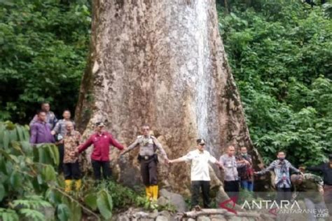 Heboh Pohon Medang Raksasa Terbesar Sedunia Ada Di Indonesia