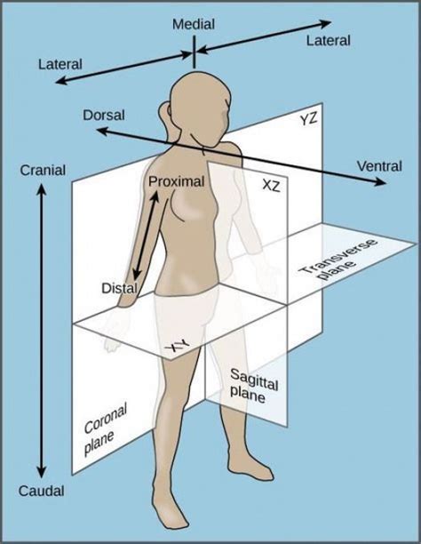 Human Body Anatomy Direction Diagram In This Image You Will Find
