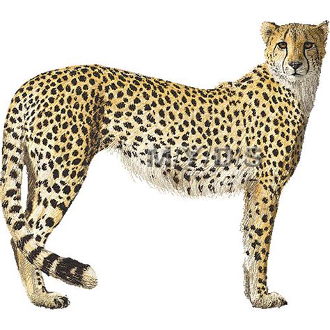 Free Cheetah Clipart Pictures Clipartix