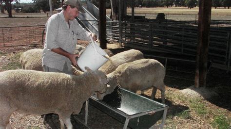 sheep diet could influence the gender of lambs abc news