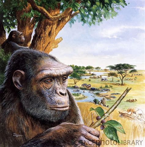 Palaeos Vertebrates Primates Homininae