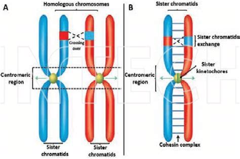Homologous Chromosomes Definition Functions And Examples
