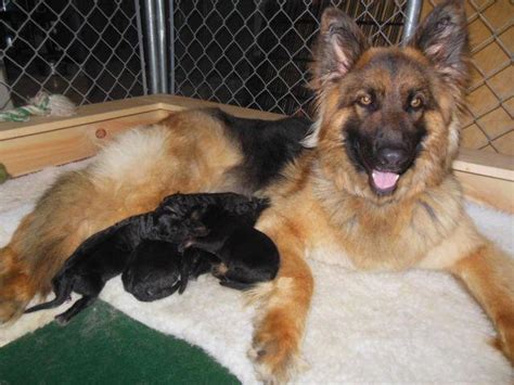 * vaccination up to date * dewormed till date * well fed * active and alert * affordable * certified by. Purebred German Shepherd Puppies for Sale in Raymond, New ...