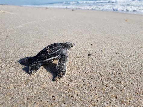 7 Sublime Spots To Watch Nesting Sea Turtles In Florida Florida Beyond