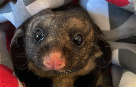 Yellow Bellied Glider Vocal And Vulnerable