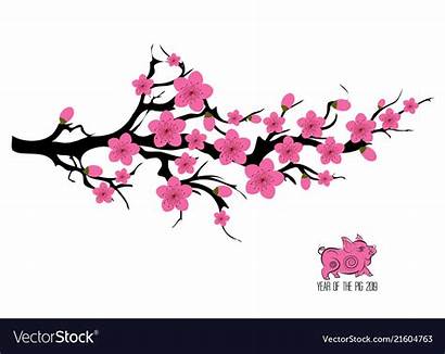 Cherry Blossom Japanese Tree Japan Branching Splash