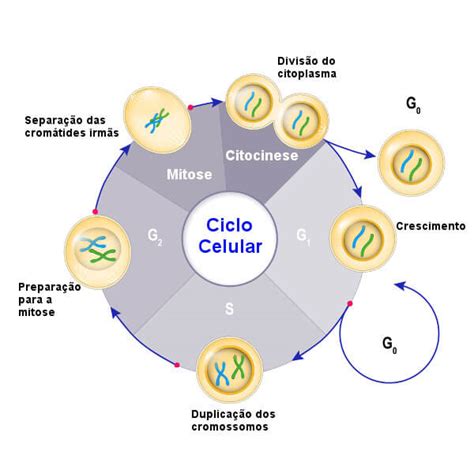 Esquema De Las Etapas Del Ciclo Celular Consejos Celulares