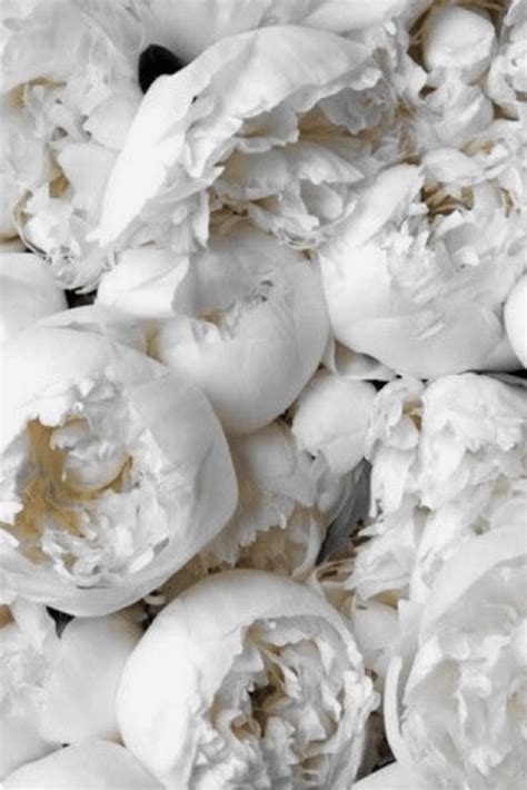 White Peonies Wallpapers Top Free White Peonies Backgrounds