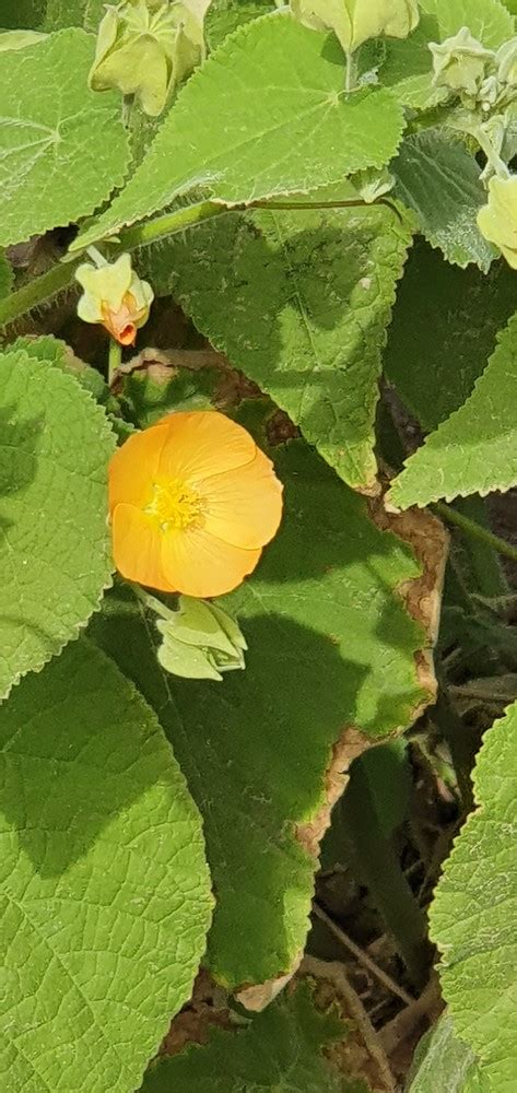 Photo Hairy Indian Mallow Abutilon Grandifolium