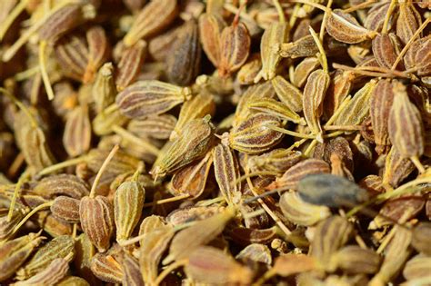 Aniseed - Honeyvale Herbs