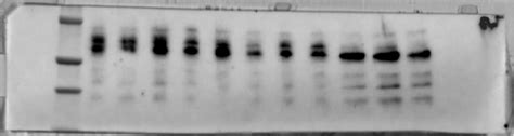 Western Blot Troubleshooting What Is The Reason For Squeezed Lanes On