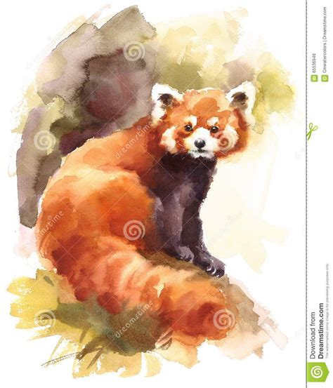 Red Panda Watercolor Animal Illustration Hand Painted Stock