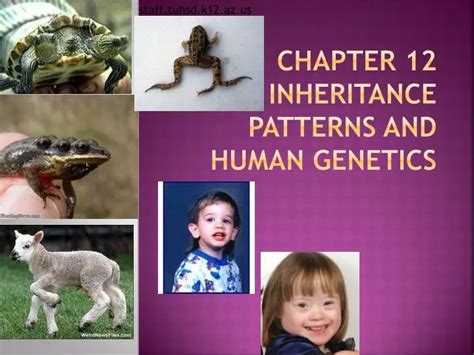 Ppt Year Genetics Human Inheritance Powerpoint Presentation