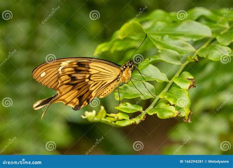 Cream Colored Swallowtail Butterfly Stock Image Image Of Insect