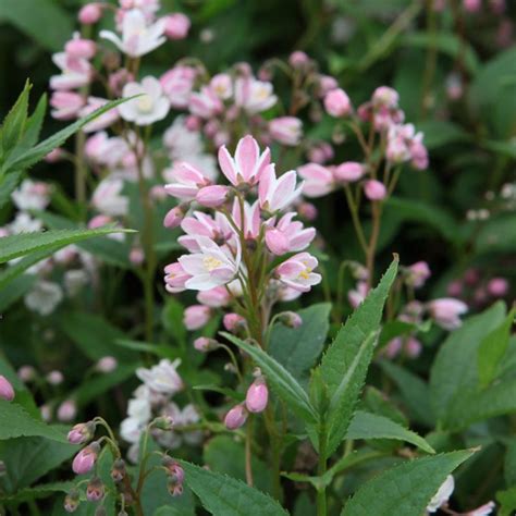 Deutzia Yuki Cherry Blossom Buy Plants At Coolplants