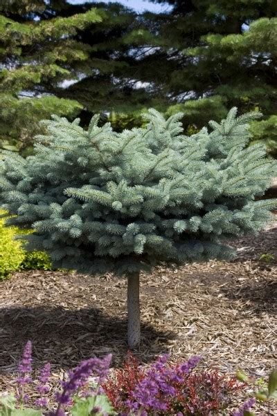 Spruce Blue Globe Tree Form Picea Pungens Glauca Globosa