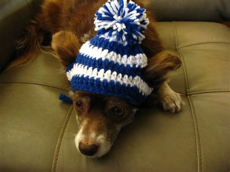 Small Dog Crochet Beanie University Of By Trudysknotsoflove