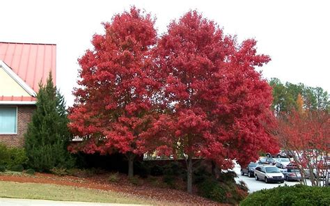 Autumn Blaze Red Maple 15 Gallon Tree Trees