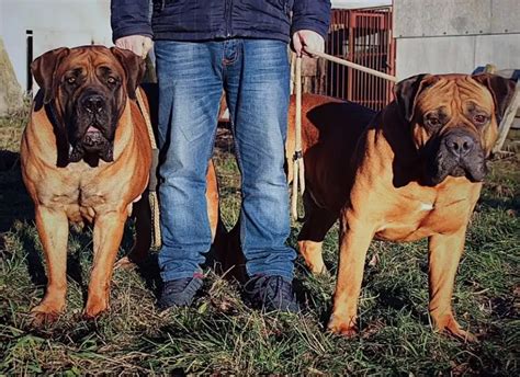 80 Best Boerboel Dog Names The Paws