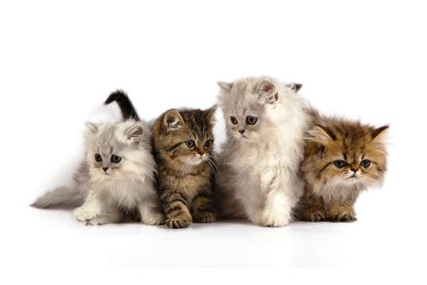 Cats Kittens Cute Fluffy 4k Wallpaper Best Wallpapers
