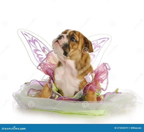 Puppy Angel Stock Image Image Of Funny Cute Adorable 27203479