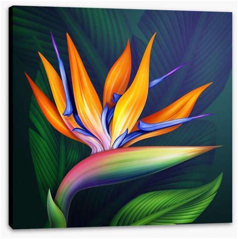 Bird Of Paradise Stretched Canvas 1220 By Wall Art Prints Paradise