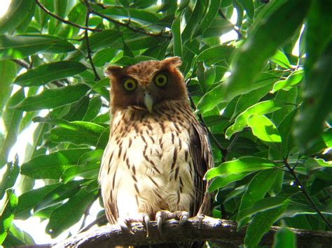 Philippine Eagle Owls At Angono Rizal Wild Bird Club Of The Philippines