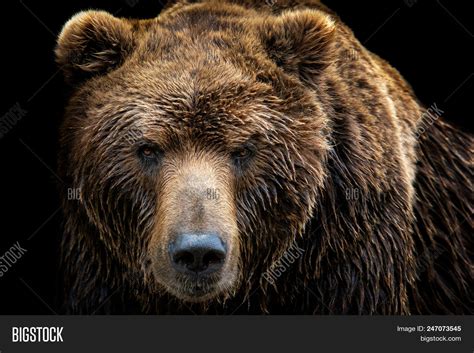 Front View Brown Bear Image And Photo Free Trial Bigstock