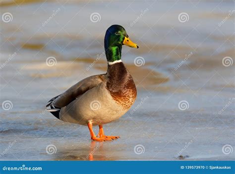 Mallard Male Duck Anas Platyrhynchos Standing On A Frozen River