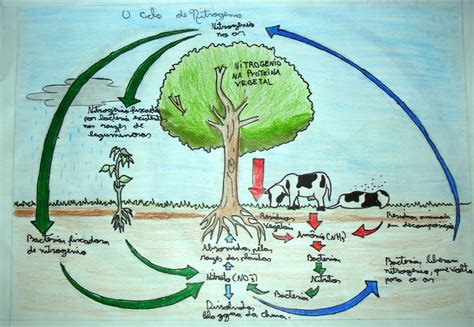 Ciências Ciclos Biogeoquímicos