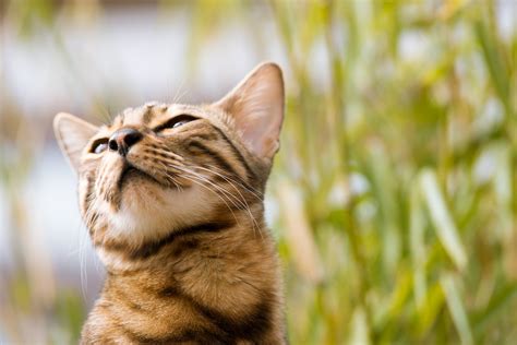 Bengal Looking Attentive Free Photo Download Freeimages