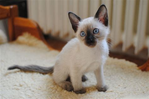 Siamese Kitten Wallpapers Wallpaper Cave