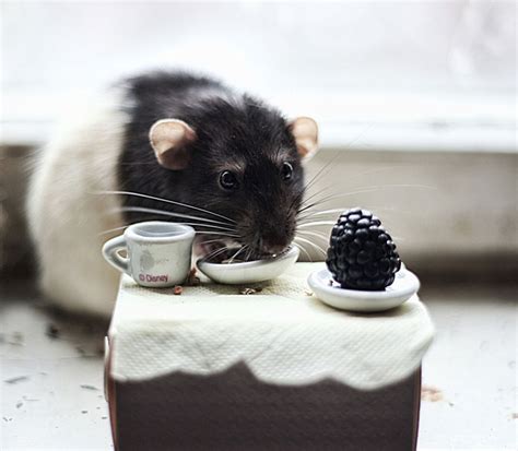 Домашние крысы самые милые животные ФОТО новости фото домашние
