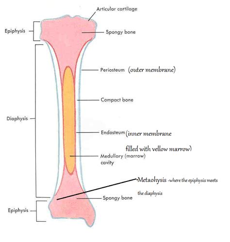 Rethinking pain education learn how to teach your patient about their pain powered by physiopedia start course. hap study blog: The Epiphyseal Plate